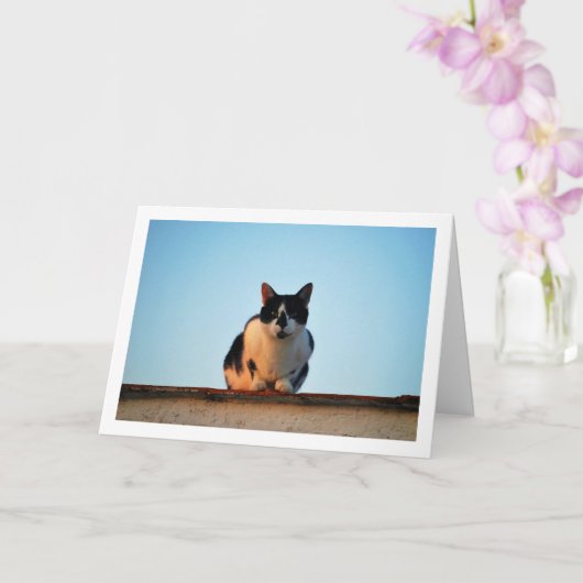 Schwarz-Weiß-Katze auf Dach Karte (Orchidee)