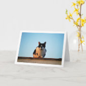 Schwarz-Weiß-Katze auf Dach Karte (Gelbe Blume)