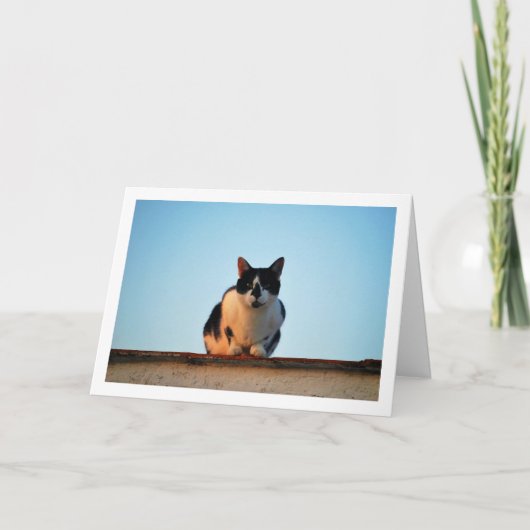 Schwarz-Weiß-Katze auf Dach Karte (Vorderseite)