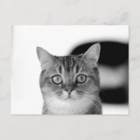 Schwarz-Weiß-Katze, die Sie direkt anschaut
