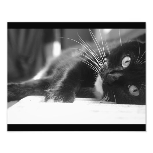Schwarz-Weiß-Katze Fotodruck (Vorne)