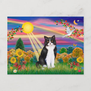 Schwarz-Weiß-Katze - Herbstsonne Postkarte