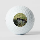 Schwarz-Weiß-Katze im Garten, Golfball (Vorderseite)