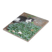 Schwarz-Weiß-Katze im Grünen Fliese (Seite)