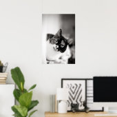 Schwarz-Weiß-Katze-Portrait Poster (Heimbüro)
