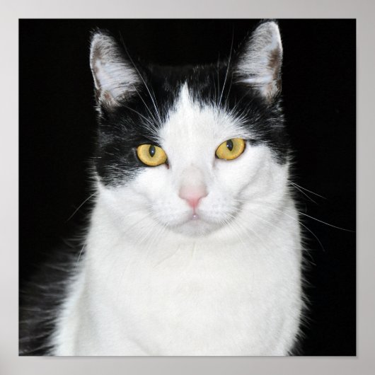 Schwarz-Weiß-Katze-Portrait Poster (Vorne)