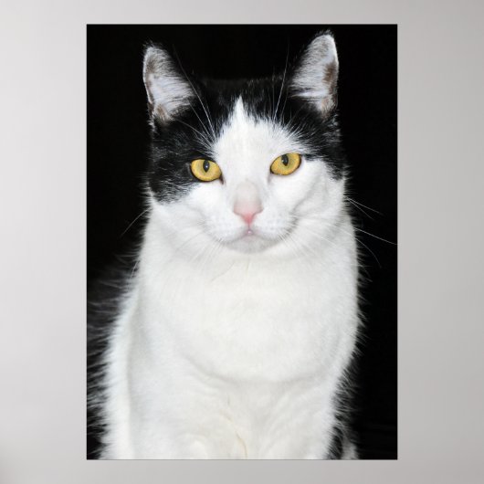 Schwarz-Weiß-Katze-Portrait Poster (Vorne)