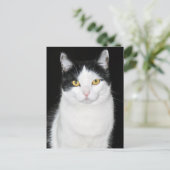 Schwarz-Weiß-Katze-Portrait Postkarte (Stehend Vorderseite)