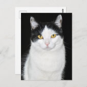 Schwarz-Weiß-Katze-Portrait Postkarte (Vorne/Hinten)