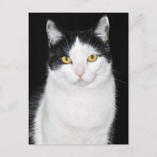 Schwarz-Weiß-Katze-Portrait Postkarte
