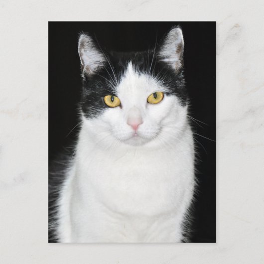Schwarz-Weiß-Katze-Portrait Postkarte (Vorderseite)