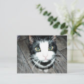 Schwarz-Weiß-Katze Postkarte (Stehend Vorderseite)