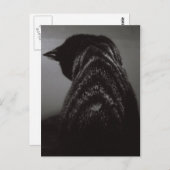 Schwarz-Weiß-Katze Postkarte (Vorne/Hinten)