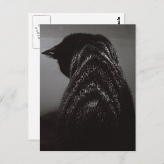 Schwarz-Weiß-Katze Postkarte (Vorne/Hinten)