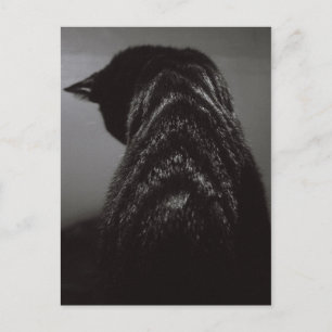 Schwarz-Weiß-Katze Postkarte