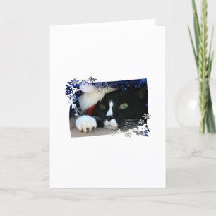 Schwarz-Weiß-Katze , Weihnachtsmannmütze, Tinkel u Feiertagskarte
