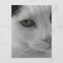 Schwarz-weiß Katzen Gesicht
