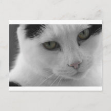 Schwarz-weiß Katzen Gesicht