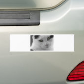 Schwarz-Weiß-Katzen im Gesicht Autoaufkleber (Auf Auto)