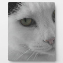 Schwarz-Weiß-Katzen im Gesicht