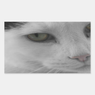 Schwarz-Weiß-Katzen im Gesicht Rechteckiger Aufkleber