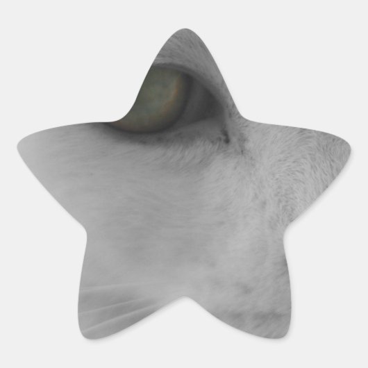 Schwarz-Weiß-Katzen im Gesicht Stern-Aufkleber (Vorderseite)