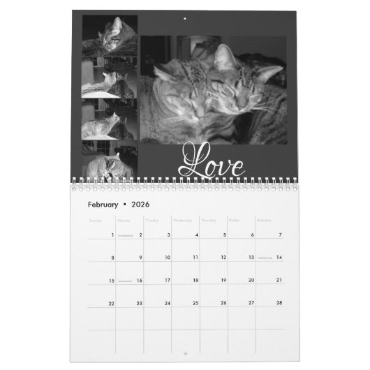 Schwarz-Weiß-Katzen Kalender (Feb 2026)