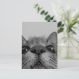 Schwarz-Weiß-Katzengesicht Postkarte