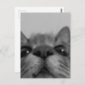 Schwarz-Weiß-Katzengesicht Postkarte (Vorne/Hinten)