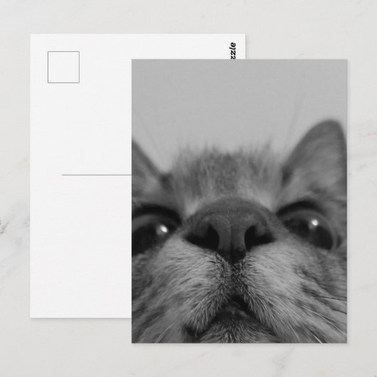 Schwarz-Weiß-Katzengesicht Postkarte (Vorne/Hinten)