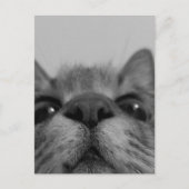 Schwarz-Weiß-Katzengesicht Postkarte (Vorderseite)