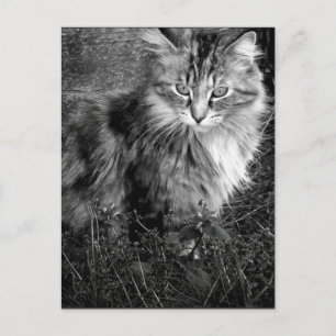 Schwarz-Weiß-Katzenporträt Postkarte
