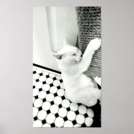 Schwarz-Weiß-Katzenposter Poster