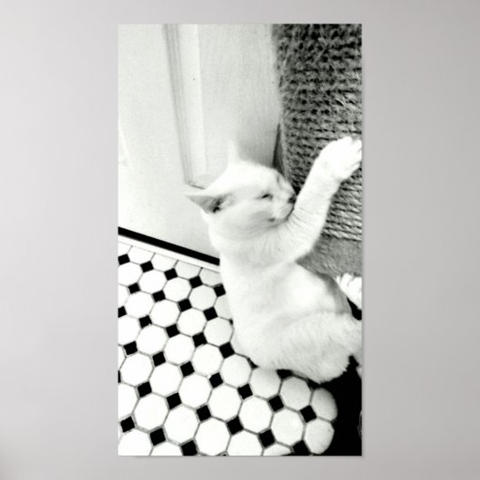 Schwarz-Weiß-Katzenposter Poster (Vorne)