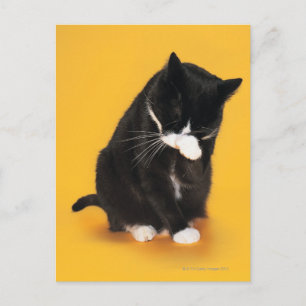 Schwarz-Weiß-Katzenreiniger mit Pfote Postkarte