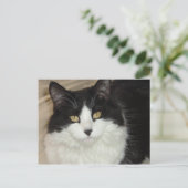 Schwarz-Weiß-Katzenschloss Postkarte (Stehend Vorderseite)