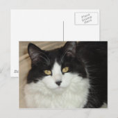 Schwarz-Weiß-Katzenschloss Postkarte (Vorne/Hinten)