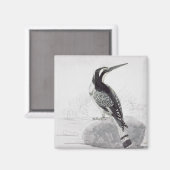 Schwarz-Weiß-Kingfisher Magnet (Vorderseite/Rückseite)