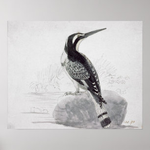 Schwarz-Weiß-Kingfisher Poster