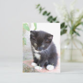 Schwarz-Weiß-Kitten Postkarte (Stehend Vorderseite)