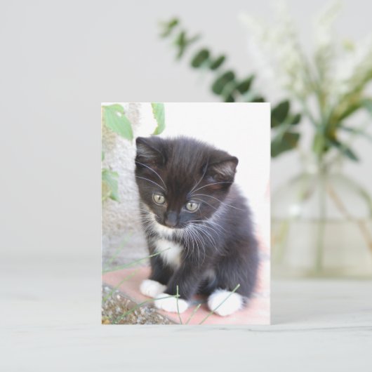 Schwarz-Weiß-Kitten Postkarte (Stehend Vorderseite)