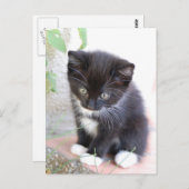 Schwarz-Weiß-Kitten Postkarte (Vorne/Hinten)
