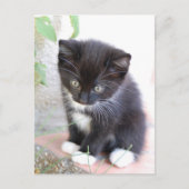Schwarz-Weiß-Kitten Postkarte (Vorderseite)