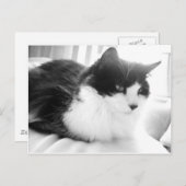 Schwarz-Weiß-Kitty-Katze Postkarte (Vorne/Hinten)