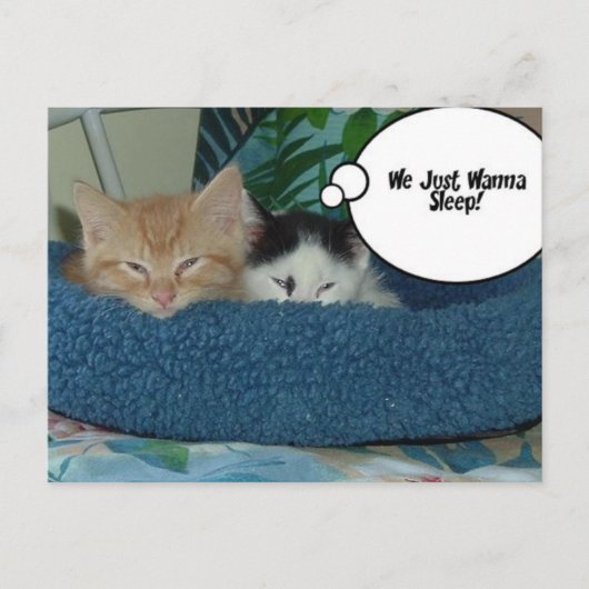 Schwarz-Weiß-Kitty-Katze Postkarte (Vorderseite)