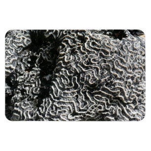 Schwarz-Weiß-Koralle I Abstrakte Naturfotografie Magnet