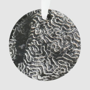 Schwarz-Weiß-Koralle I Abstrakte Naturfotografie Ornament