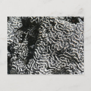 Schwarz-Weiß-Koralle I Abstrakte Naturfotografie Postkarte