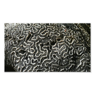 Schwarz-Weiß-Koralle II Abstrakte Naturfotografie Fotodruck