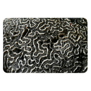 Schwarz-Weiß-Koralle II Abstrakte Naturfotografie Magnet